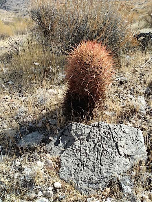 Echinomastus johnsonii about 24 cm tall