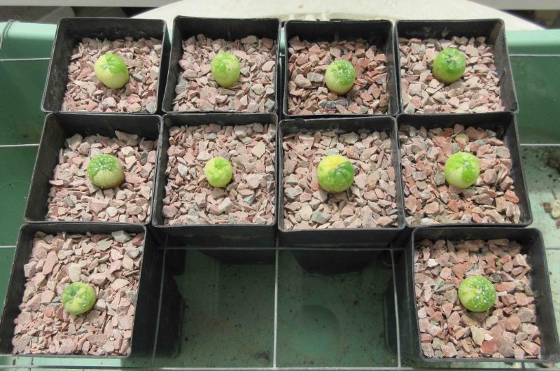 Variegated asterias seedlings