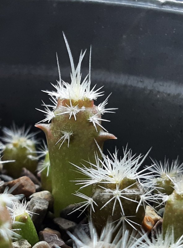 Sclerocactus parviflorus and Escobaria vivipara, a months and a half old.