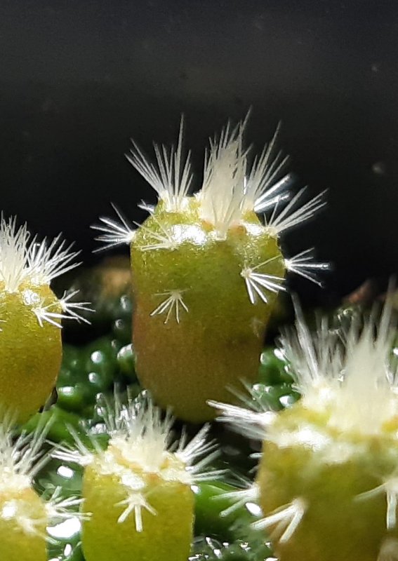 Parodia leninghausii, roughly 2 months old.