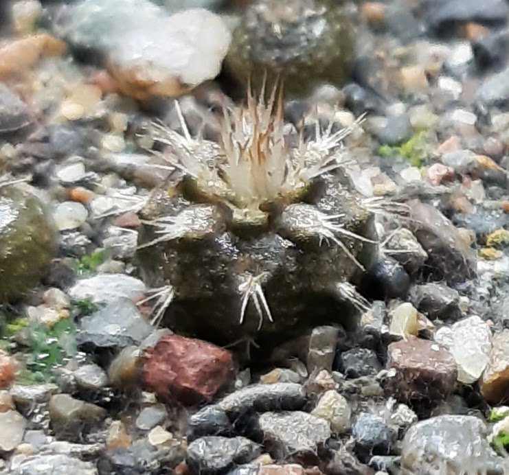 An Echinopsis mirabilis, 2 months old.