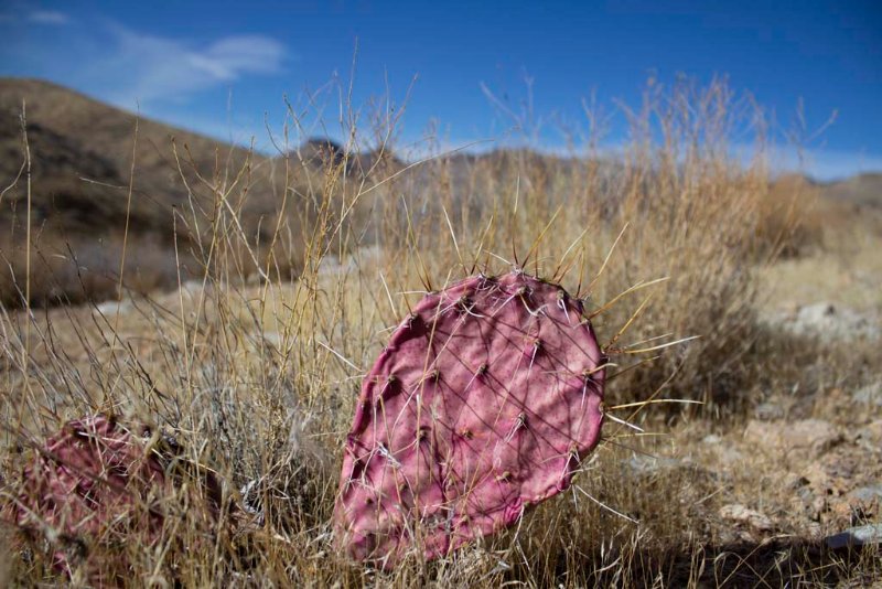 One very dry Opuntia Engl...pad