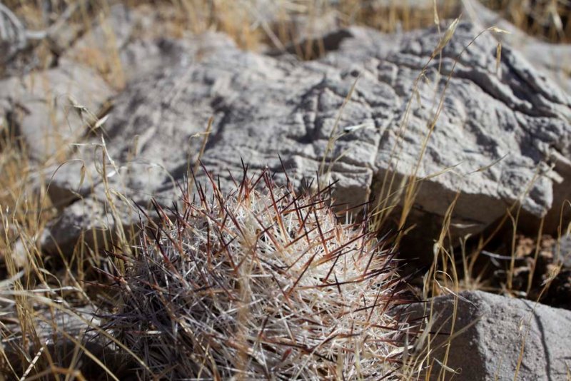 Very dry terrain