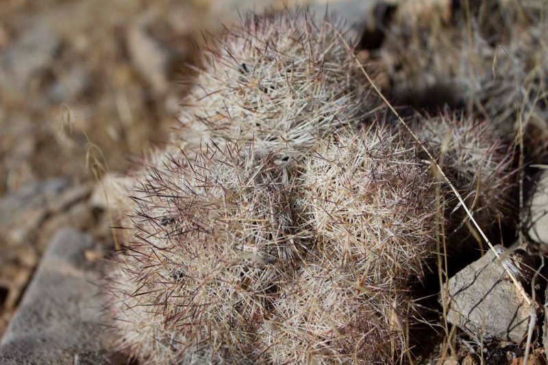 Cacti are compact during winter