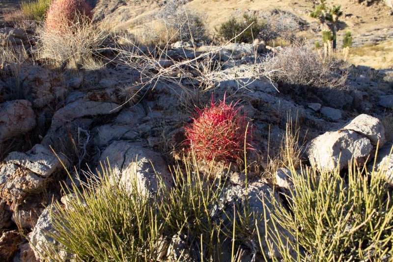 Just for clarification...the really red Feros got a boost with a spritz of water to bring out that color.