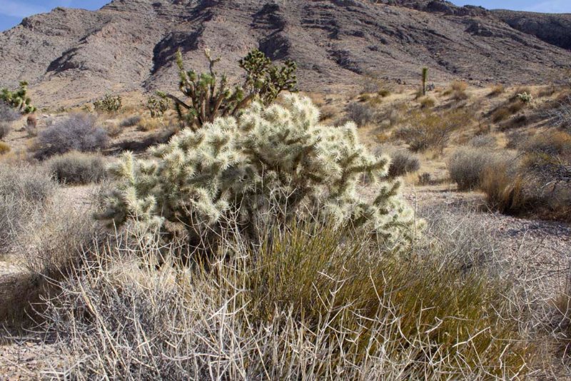 Extra showy Cholla