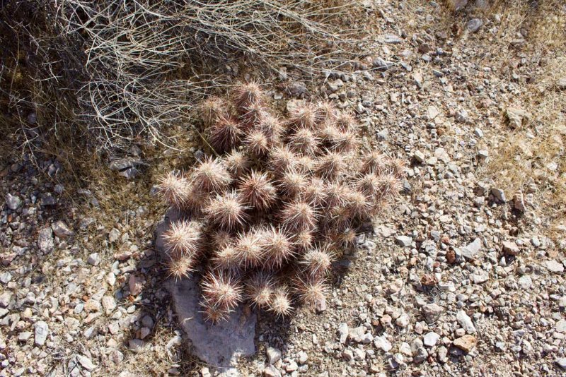 Largest clump of Ech. engelmannii I saw