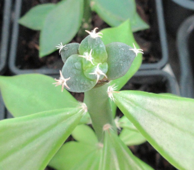 Ariocarpus hybrid