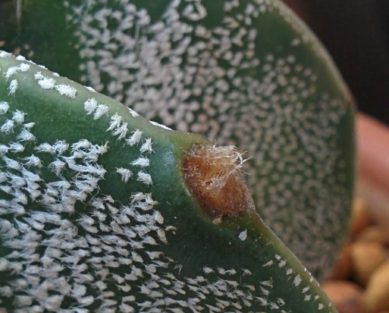 astrophytum_capricornium.jpg