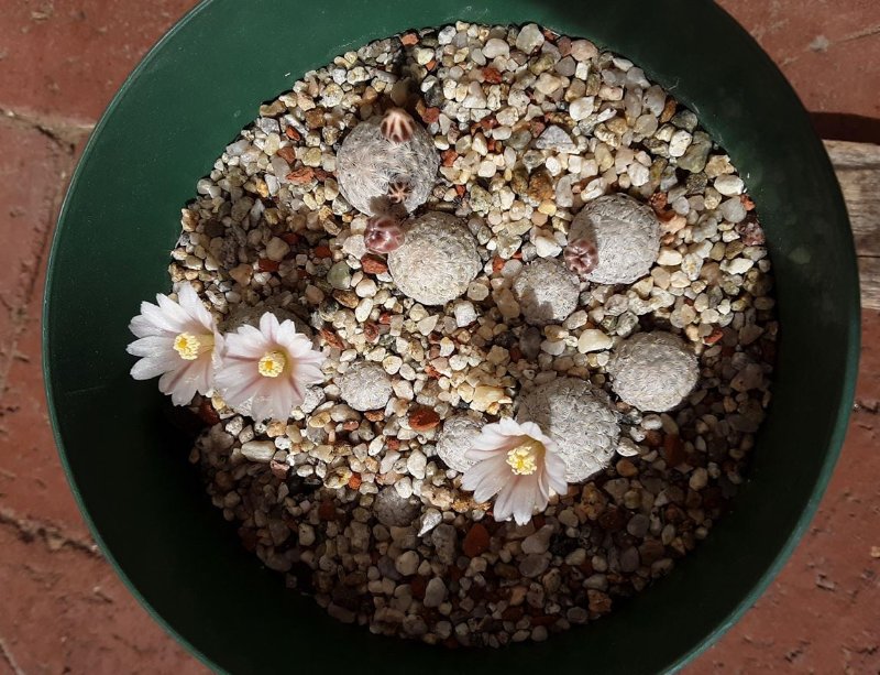 Mammillaria sanchez mejorade