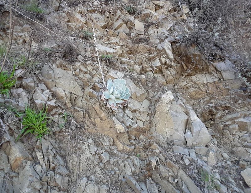 Dudleya pulverulenta