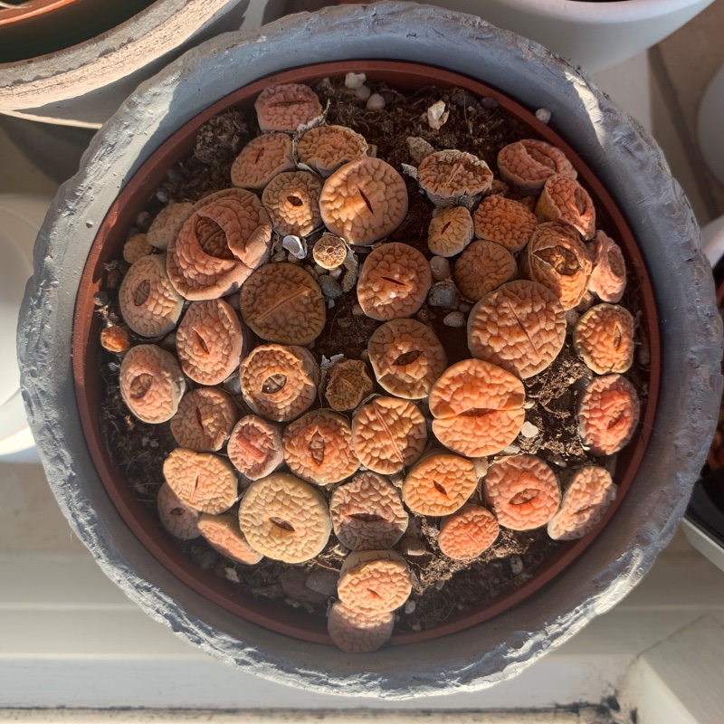 Lithops_hookerii_Feb2021_IMG_5276.jpg