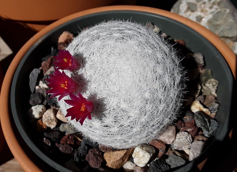 Mammillaria Humboltii