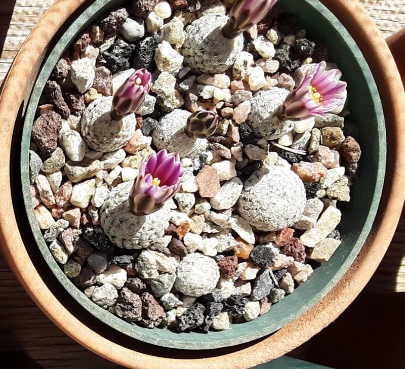 Turbinicarpus valdezianus