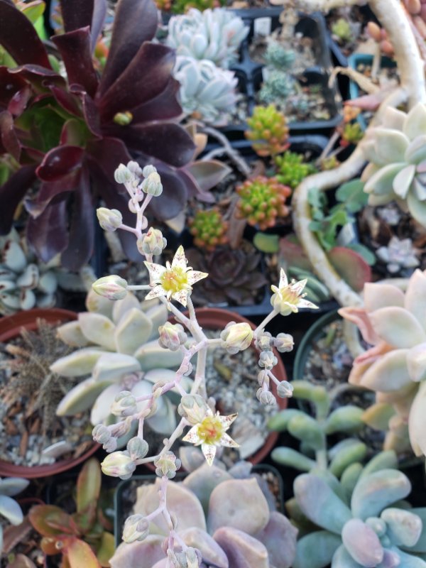 Graptopetalum pentandrum