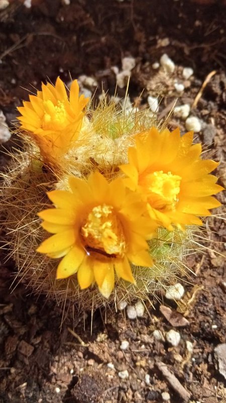 129- Parodia chrysacanthion (2)_opt.jpg