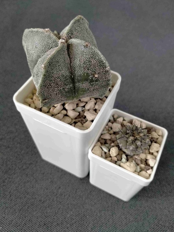 Astrophytum and Copiapoa