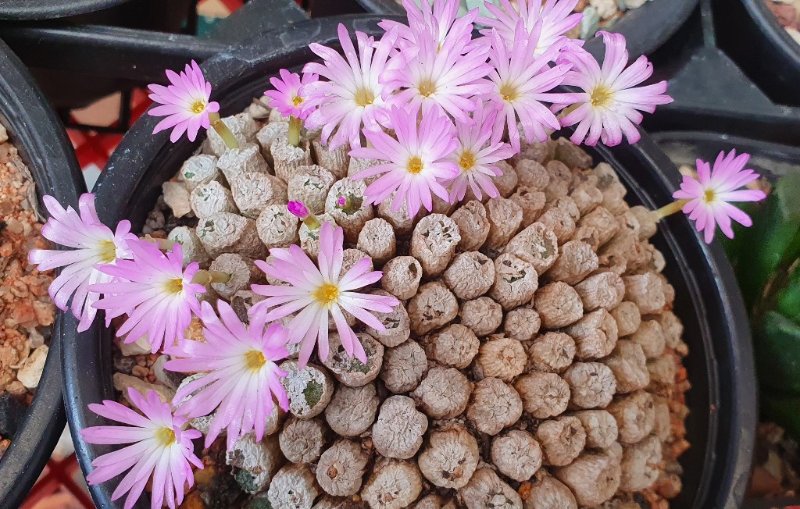 Conophytum ectypum