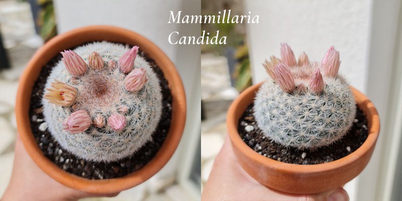 Mammillaria-Candida.jpg