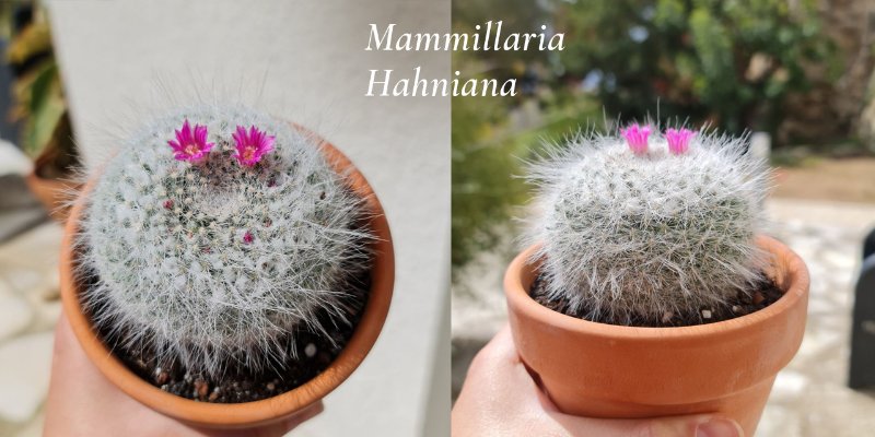 Mammillaria-Hahniana2.jpg