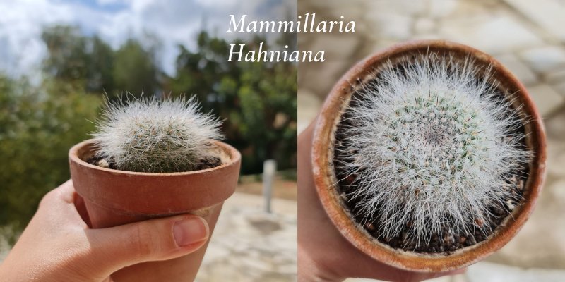 Mammillaria-Hahniana3.jpg