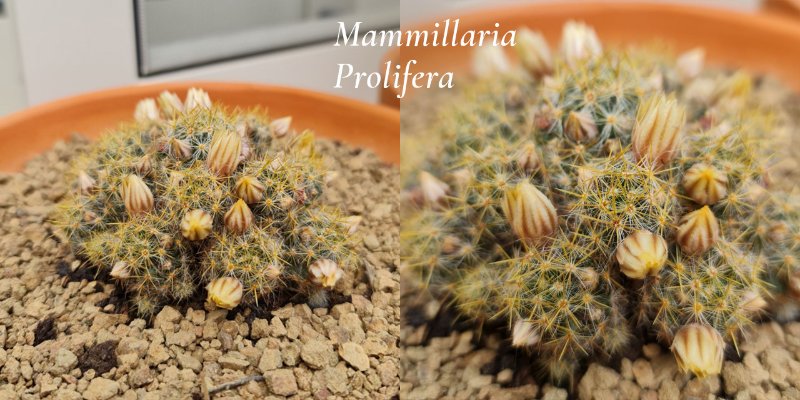 Mammillaria-Prolifera.jpg