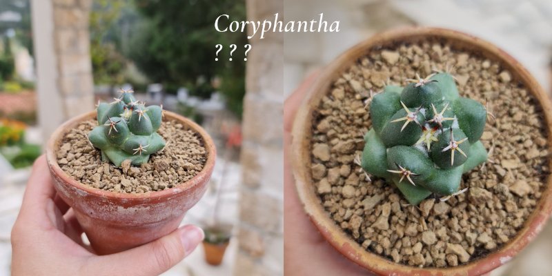 Coryphantha1.jpg