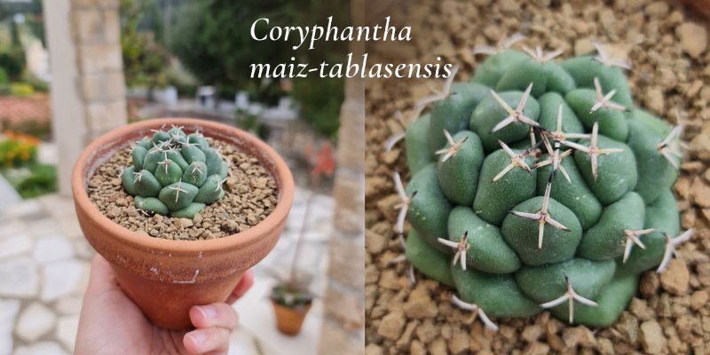 Coryphantha2.jpg