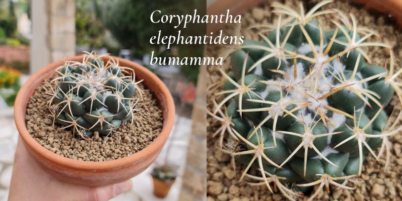 Coryphantha3.jpg