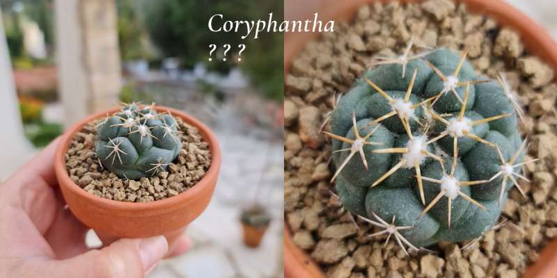 Coryphantha5.jpg