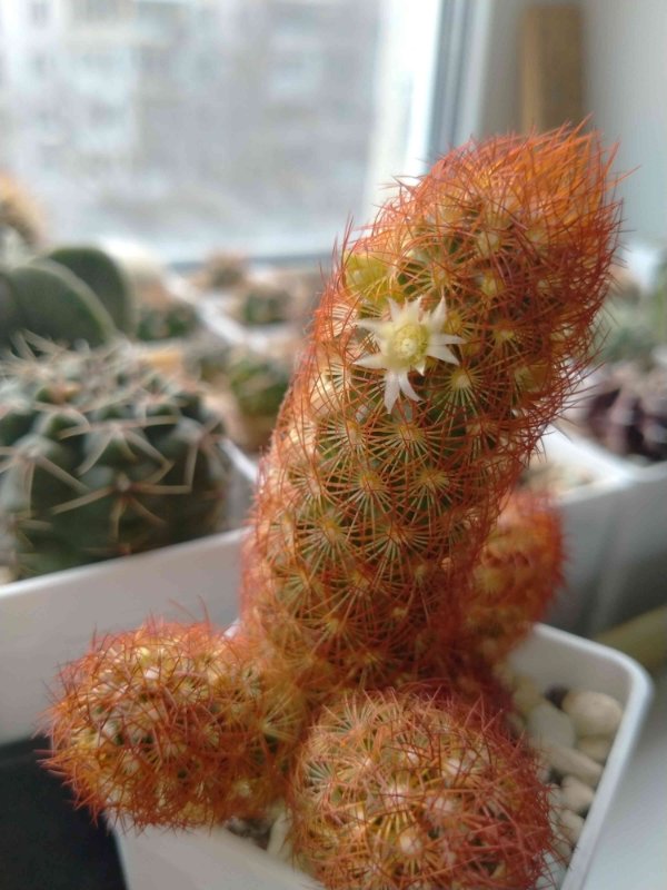 Mammillaria elongata blooming