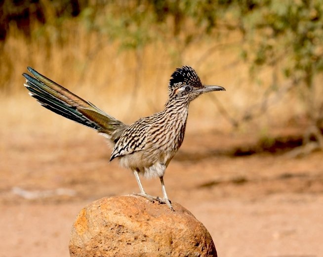 Mick Thompson/Eastside Audubon  ( wife is sending me pics soon )