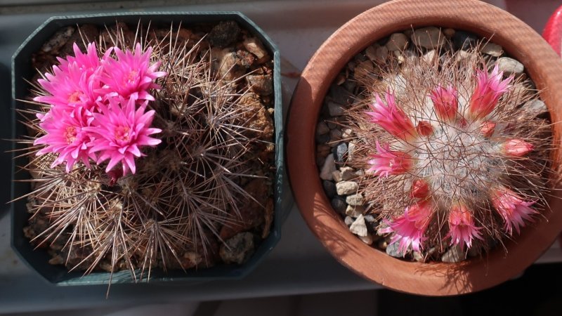 west window cacti