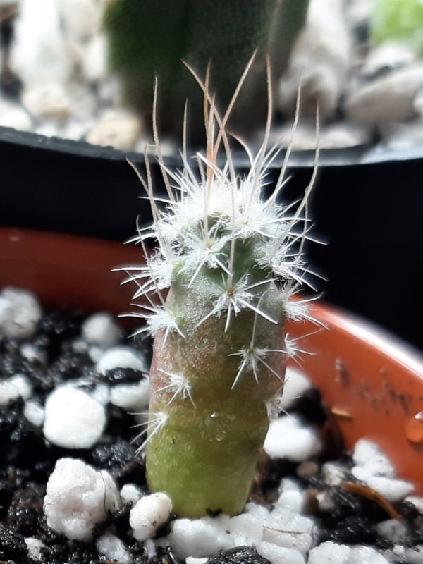 Sclerocactus parviflorus, 3 and a half months old.