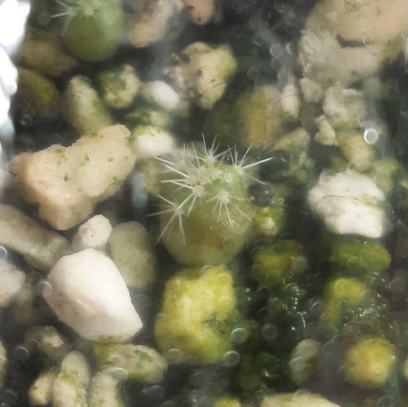 Echinocereus triglocihiatus, one month old.