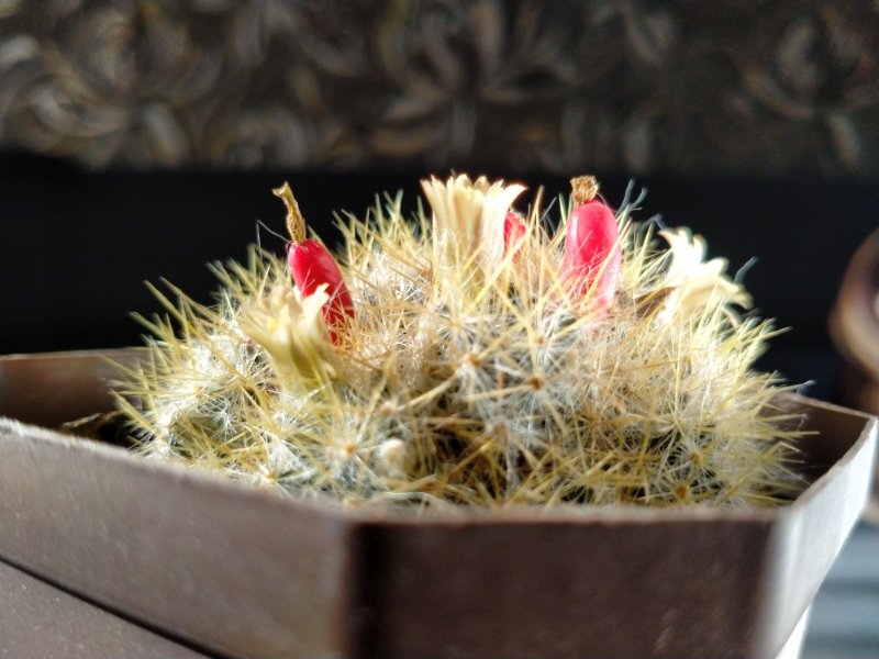 Mammillaria prolifera blooming