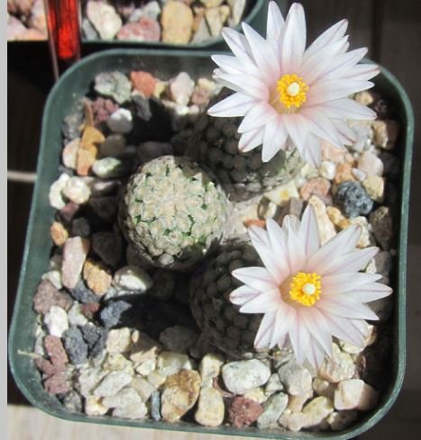 Turbinicarpus valdezianus var. albiflorus