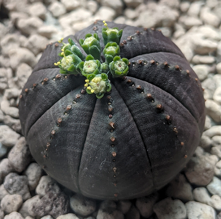 Euphorbia_obesa3.png