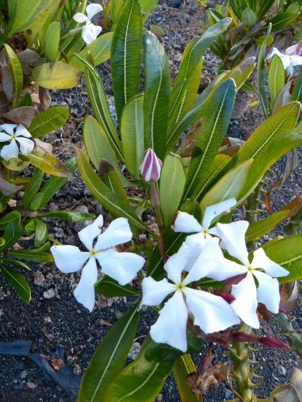 Pachypodium ambogense mit Blüten (600x800).jpg