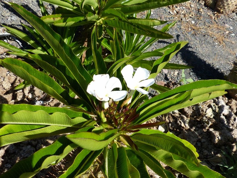 Pachypodium menabeum (800x600).jpg