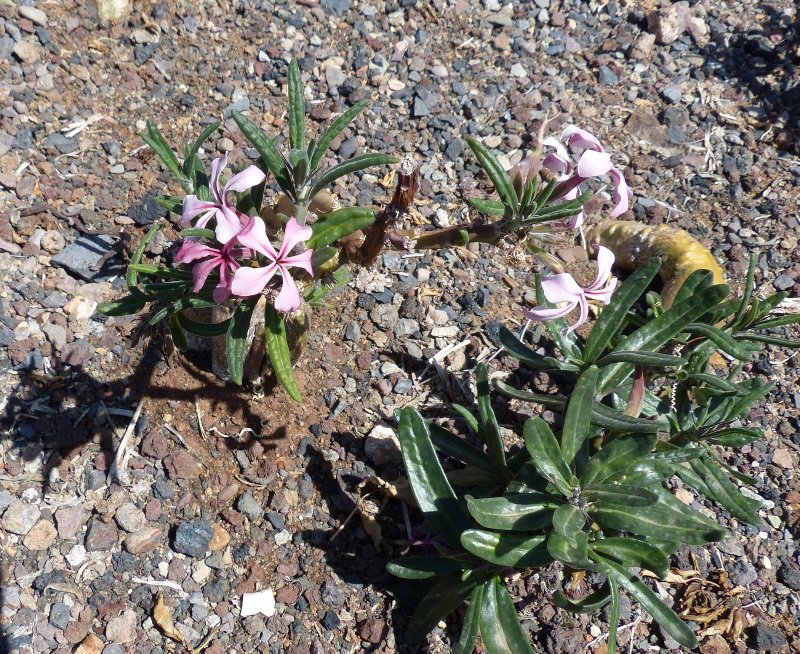 Pachypodium succulentum (800x654).jpg