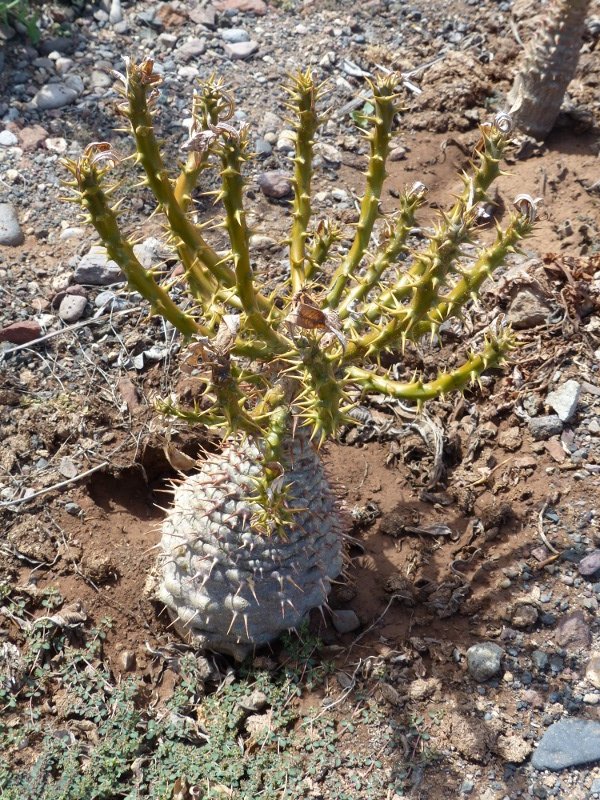 Pachypodium ambogense (600x800).jpg