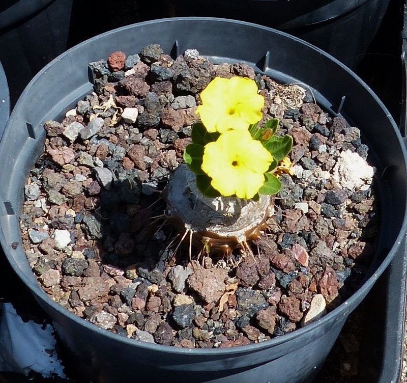 Pachypodium brevicaule mit Blüten (800x752).jpg