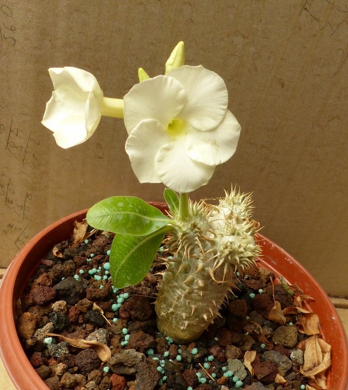 Pachypodium eburneum, Blüten (714x800).jpg