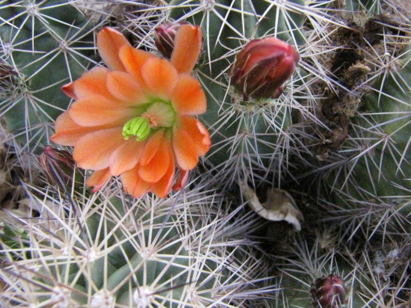 Echinocereus x roetteri3.JPG