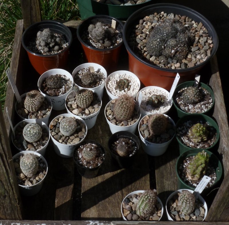 rsz 2021-4-3 winter hardy cacti newly repotted 3.jpg