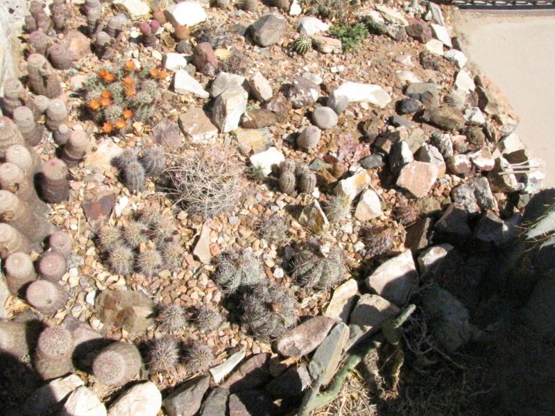 Cactus Bed1.JPG