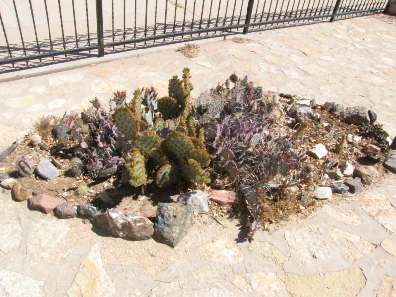 Cactus Bed2.JPG