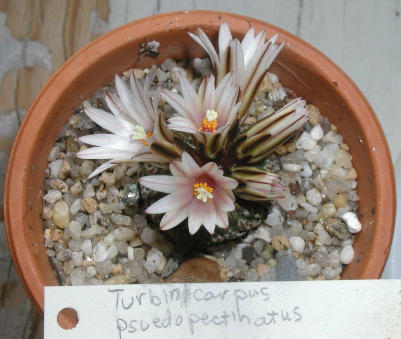 rsz 2008-3-14 Turbinicarpus psuedopectinatus.jpg
