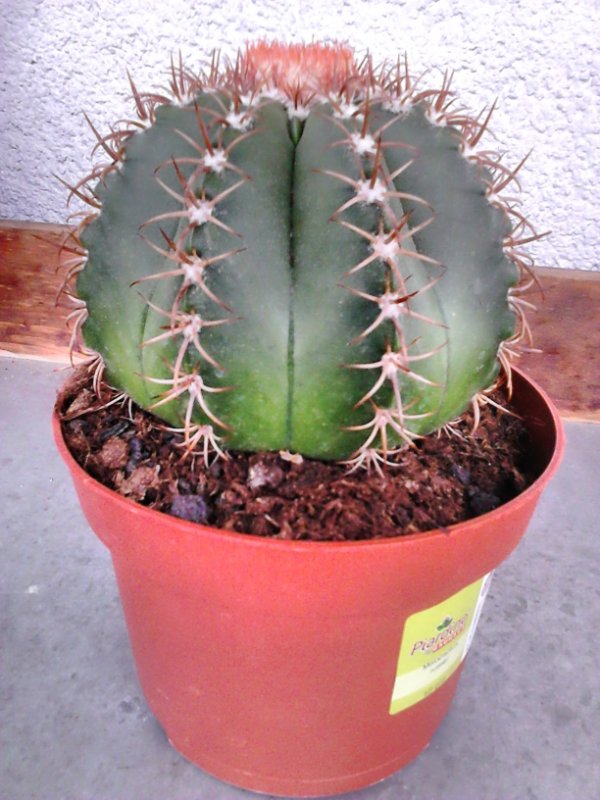 Melocactus-ruestii.JPG